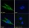 FMR1 Autosomal Homolog 1 antibody, NB100-41388, Novus Biologicals, Immunofluorescence image 