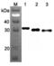40S ribosomal protein S3 antibody, NBP2-80043, Novus Biologicals, Western Blot image 