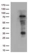 Lymphocyte Activating 3 antibody, CF813025, Origene, Western Blot image 