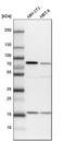 SH3PX1 antibody, HPA031410, Atlas Antibodies, Western Blot image 