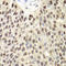 Minichromosome Maintenance Complex Component 6 antibody, LS-C331789, Lifespan Biosciences, Immunohistochemistry paraffin image 