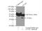 G Protein Subunit Alpha I1 antibody, 12617-1-AP, Proteintech Group, Immunoprecipitation image 