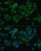 Cytochrome B5 Type A antibody, 19-641, ProSci, Immunofluorescence image 