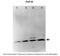 PHD Finger Protein 19 antibody, 26-517, ProSci, Immunofluorescence image 