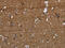 Galactose-1-Phosphate Uridylyltransferase antibody, CSB-PA063192, Cusabio, Immunohistochemistry frozen image 