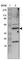 Retrotransposon Gag Like 10 antibody, HPA000721, Atlas Antibodies, Western Blot image 