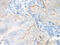 SAP Domain Containing Ribonucleoprotein antibody, XP-5151, ProSci, Immunohistochemistry frozen image 