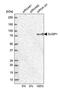 SURP and G-patch domain-containing protein 1 antibody, PA5-52130, Invitrogen Antibodies, Western Blot image 