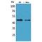 Isocitrate Dehydrogenase (NADP(+)) 1, Cytosolic antibody, LS-C387181, Lifespan Biosciences, Western Blot image 