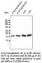 Beta-lactoglobulin antibody, AB0235-100, SICGEN, Western Blot image 