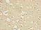 Coatomer Protein Complex Subunit Zeta 1 antibody, LS-C396400, Lifespan Biosciences, Immunohistochemistry frozen image 