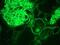 Integrin Subunit Alpha 3 antibody, NBP1-97692, Novus Biologicals, Immunocytochemistry image 