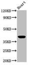 Galectin 9 antibody, CSB-PA02649A0Rb, Cusabio, Western Blot image 