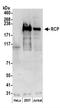 Factor Interacting With PAPOLA And CPSF1 antibody, NBP2-37698, Novus Biologicals, Western Blot image 