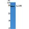 Interleukin-31 receptor subunit alpha antibody, LS-C386852, Lifespan Biosciences, Western Blot image 