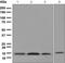 Cystatin C antibody, ab109508, Abcam, Western Blot image 