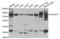 Rho guanine nucleotide exchange factor 7 antibody, abx001025, Abbexa, Western Blot image 