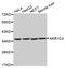 Aldo-Keto Reductase Family 1 Member C4 antibody, MBS128798, MyBioSource, Western Blot image 