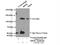 DIS3 Like Exosome 3'-5' Exoribonuclease antibody, 25746-1-AP, Proteintech Group, Immunoprecipitation image 