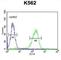 Apolipoprotein L6 antibody, abx025597, Abbexa, Western Blot image 