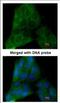 Prostaglandin E Synthase 3 antibody, NBP2-19999, Novus Biologicals, Immunofluorescence image 