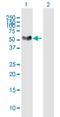 Netrin G1 antibody, H00022854-B02P, Novus Biologicals, Western Blot image 