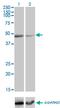 RELT TNF Receptor antibody, MA5-22809, Invitrogen Antibodies, Western Blot image 