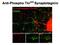 Synaptotagmin 1 antibody, GTX82584, GeneTex, Immunohistochemistry frozen image 