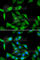 Guanidinoacetate N-Methyltransferase antibody, A6597, ABclonal Technology, Immunofluorescence image 
