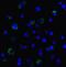 Lymphocyte Activating 3 antibody, SD8837, ProSci, Immunofluorescence image 