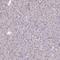 Protocadherin-1 antibody, NBP2-48968, Novus Biologicals, Immunohistochemistry paraffin image 