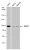 Polycomb protein SUZ12 antibody, PA5-78448, Invitrogen Antibodies, Western Blot image 