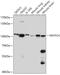 Nuclear Factor Of Activated T Cells 4 antibody, 16-966, ProSci, Western Blot image 