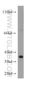 Ubiquitin-like-conjugating enzyme ATG3 antibody, 11262-2-AP, Proteintech Group, Western Blot image 