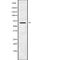 Podocalyxin Like 2 antibody, abx217843, Abbexa, Western Blot image 