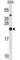 60S ribosomal protein L9 antibody, abx028795, Abbexa, Western Blot image 