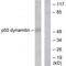 Dynactin Subunit 2 antibody, A07698, Boster Biological Technology, Western Blot image 