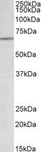 Lamin B1 antibody, STJ72852, St John