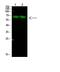 Cell Division Cycle 73 antibody, A01726, Boster Biological Technology, Western Blot image 