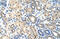 Eukaryotic Translation Initiation Factor 2 Subunit Alpha antibody, 29-326, ProSci, Western Blot image 