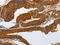 Notch Receptor 3 antibody, CSB-PA586591, Cusabio, Immunohistochemistry paraffin image 