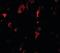 Small G Protein Signaling Modulator 2 antibody, orb137361, Biorbyt, Immunofluorescence image 