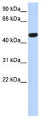 Calcium Voltage-Gated Channel Auxiliary Subunit Beta 4 antibody, TA341725, Origene, Western Blot image 