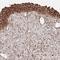 Mitochondrial Antiviral Signaling Protein antibody, NBP2-38613, Novus Biologicals, Immunohistochemistry frozen image 
