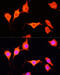 Superoxide Dismutase 3 antibody, 15-275, ProSci, Immunofluorescence image 