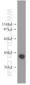 DnaJ Heat Shock Protein Family (Hsp40) Member B1 antibody, 13174-1-AP, Proteintech Group, Western Blot image 