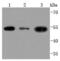 Thy-1 Cell Surface Antigen antibody, NBP2-66763, Novus Biologicals, Western Blot image 