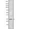 Achaete-Scute Family BHLH Transcription Factor 1 antibody, abx148370, Abbexa, Western Blot image 