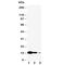 Interleukin 7 antibody, R30539, NSJ Bioreagents, Western Blot image 