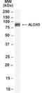 Arachidonate 5-Lipoxygenase antibody, NB100-53782, Novus Biologicals, Western Blot image 